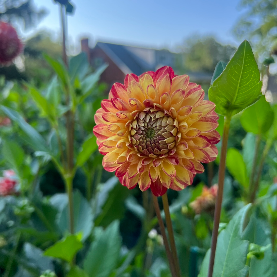 Tahoma Vivian