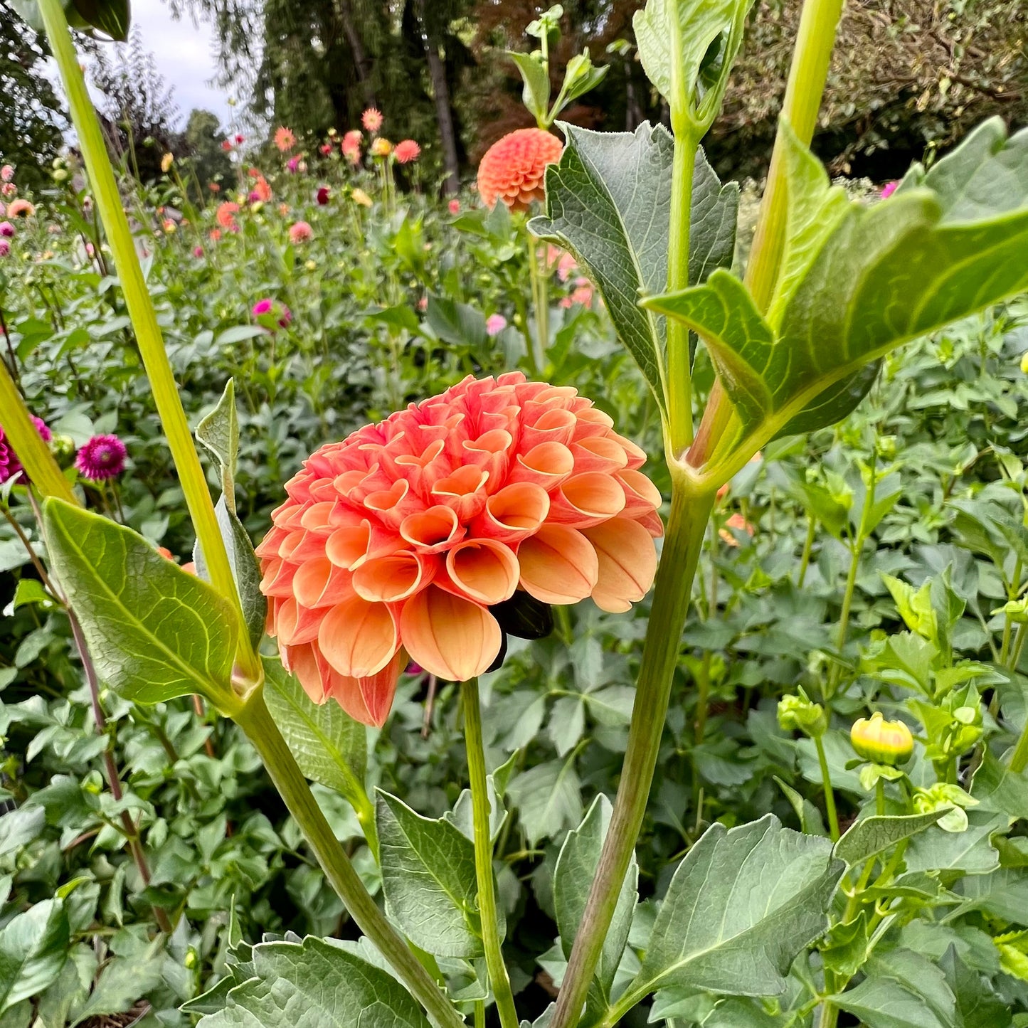 Amber Queen