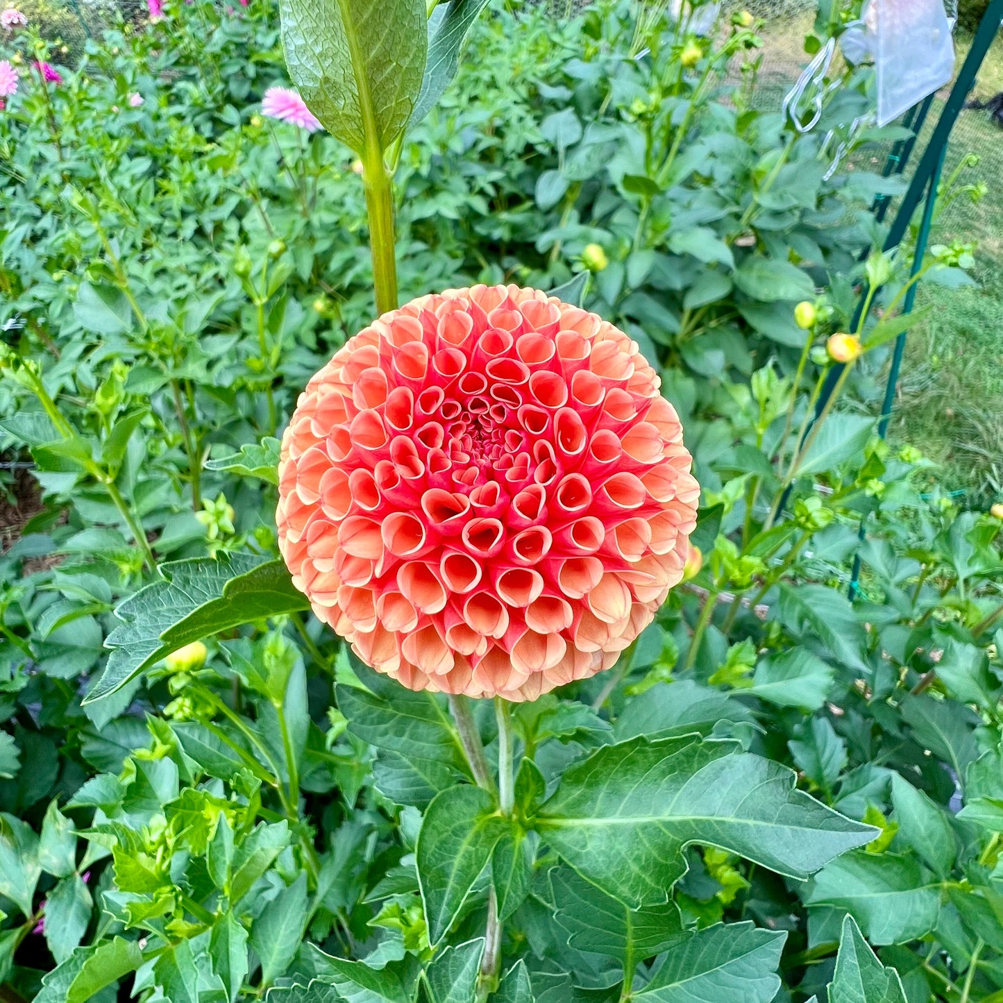 Amber Queen