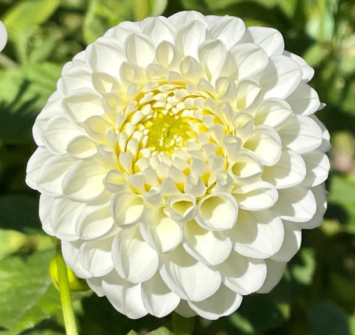 L’ancresse