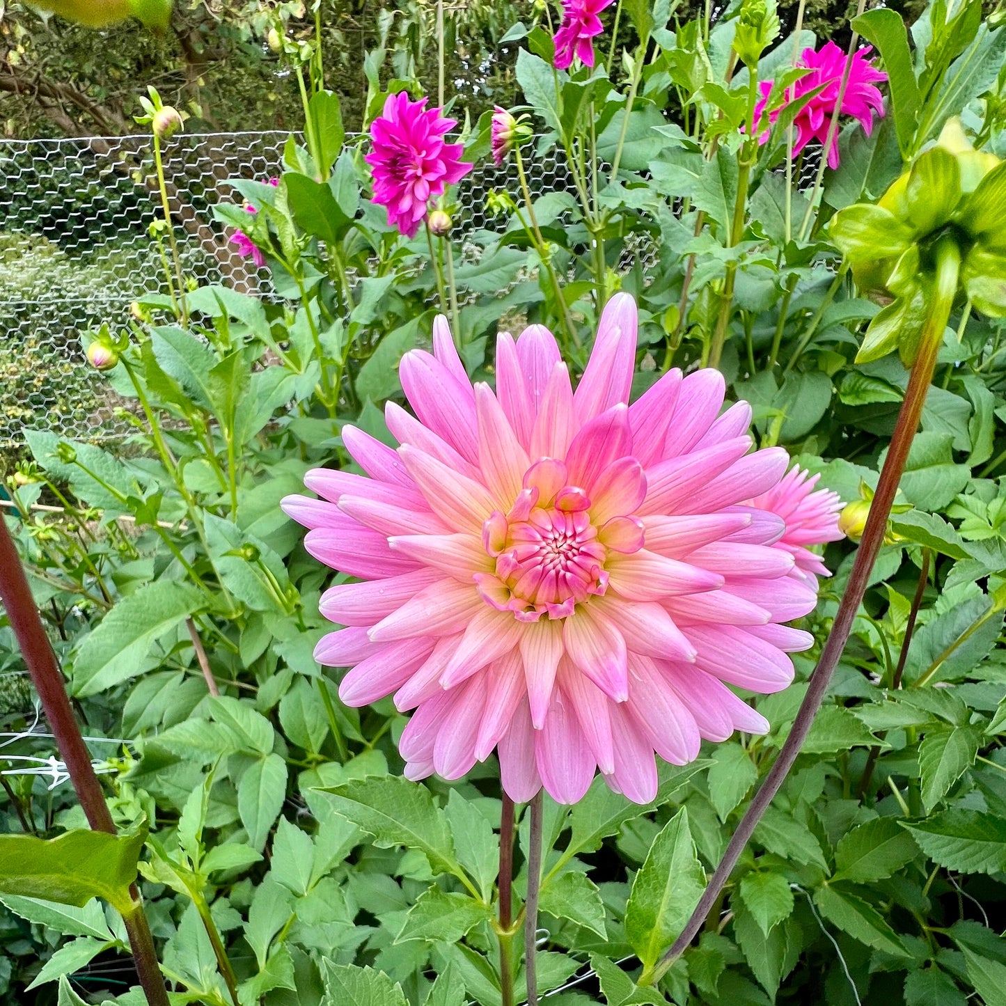 Miss Rose Fletcher