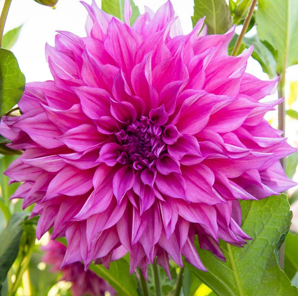 Café Au Lait Rose
