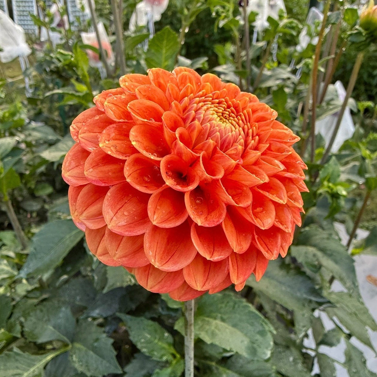 Mystery Orange Ball