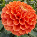 Mystery Orange Ball