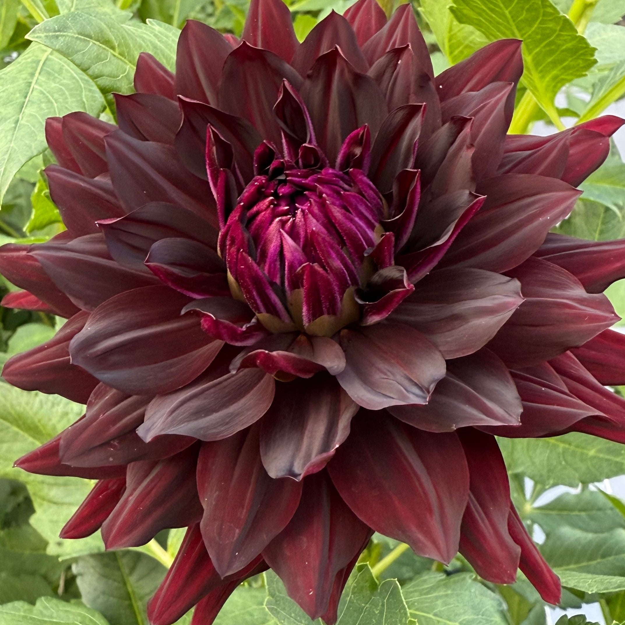 Hollyhill Black Beauty