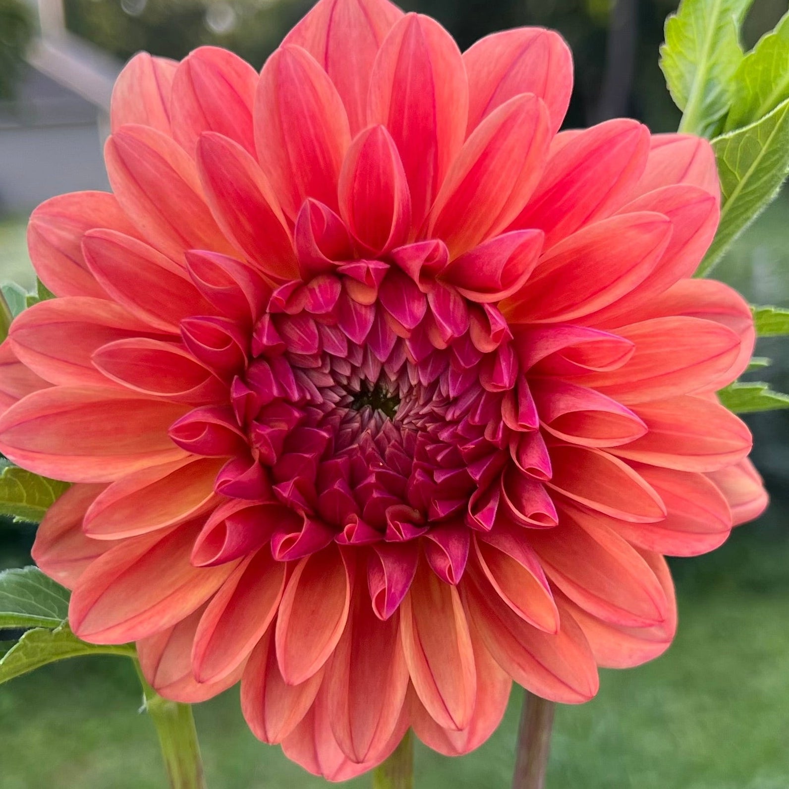 Ferncliff Copper $12