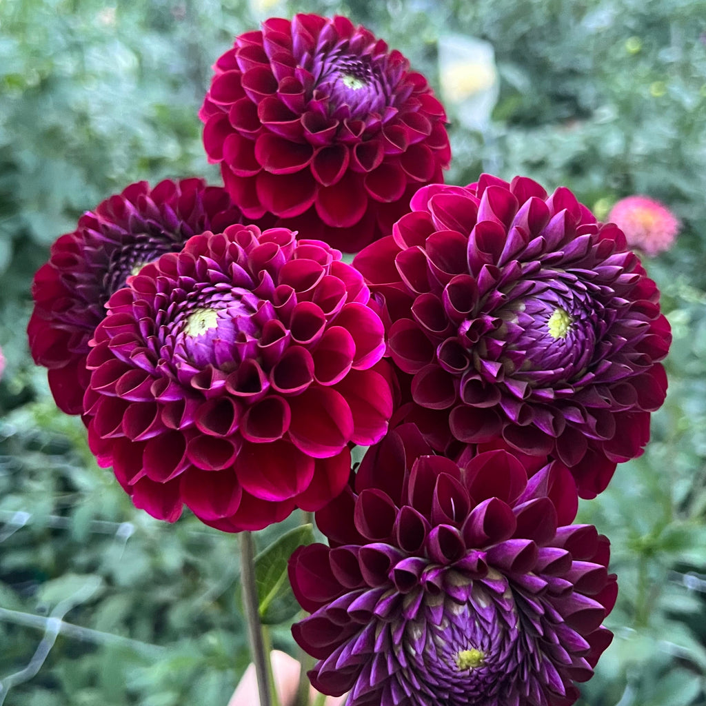 Chimacum Del Blomma $11