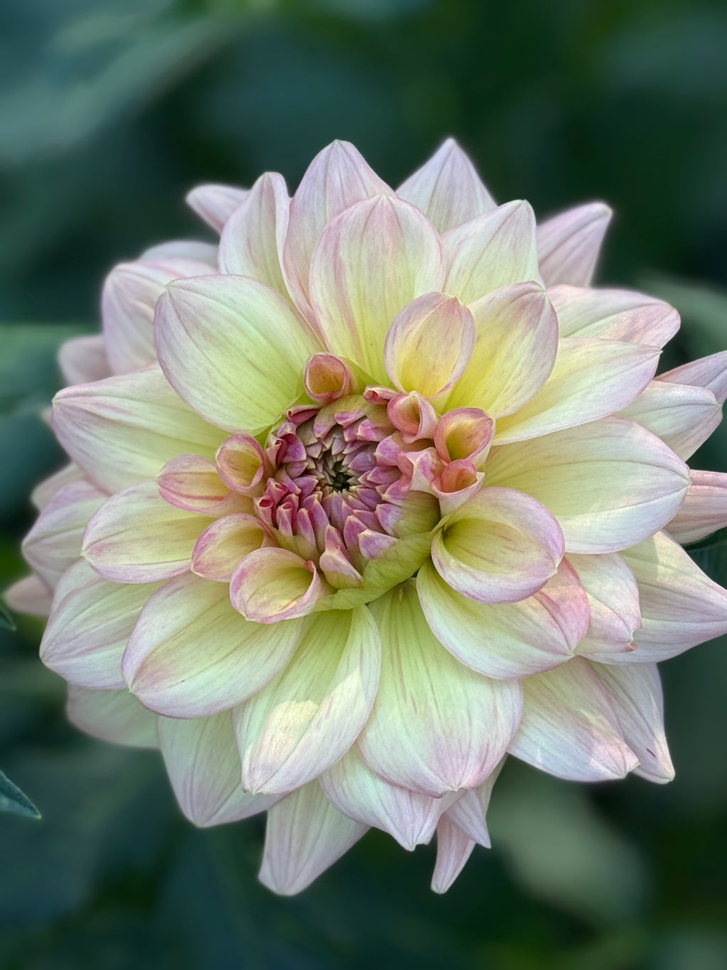 Wyn's New Pastel
