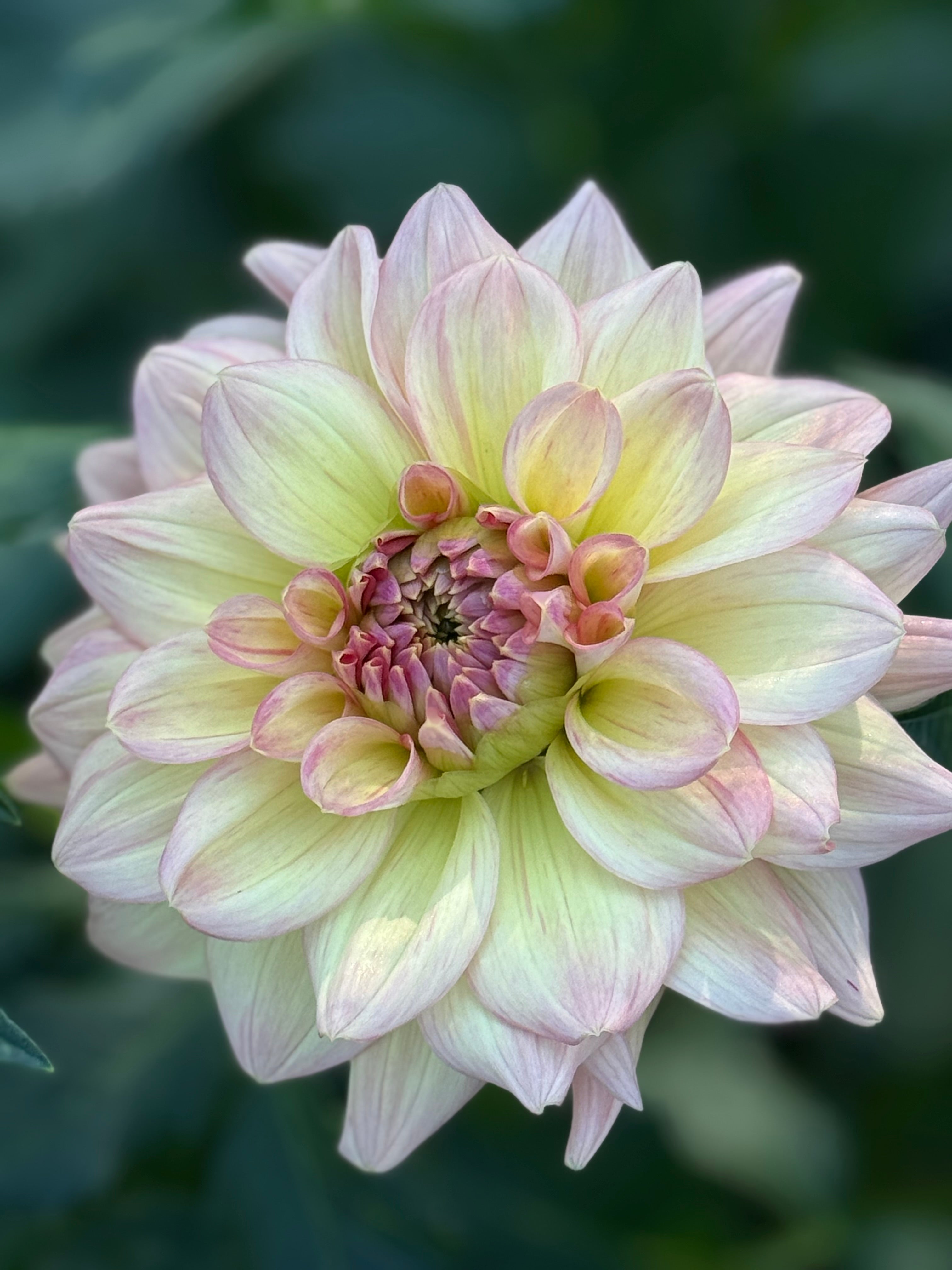 Wyn's New Pastel