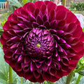 Chimacum Del Blomma $11