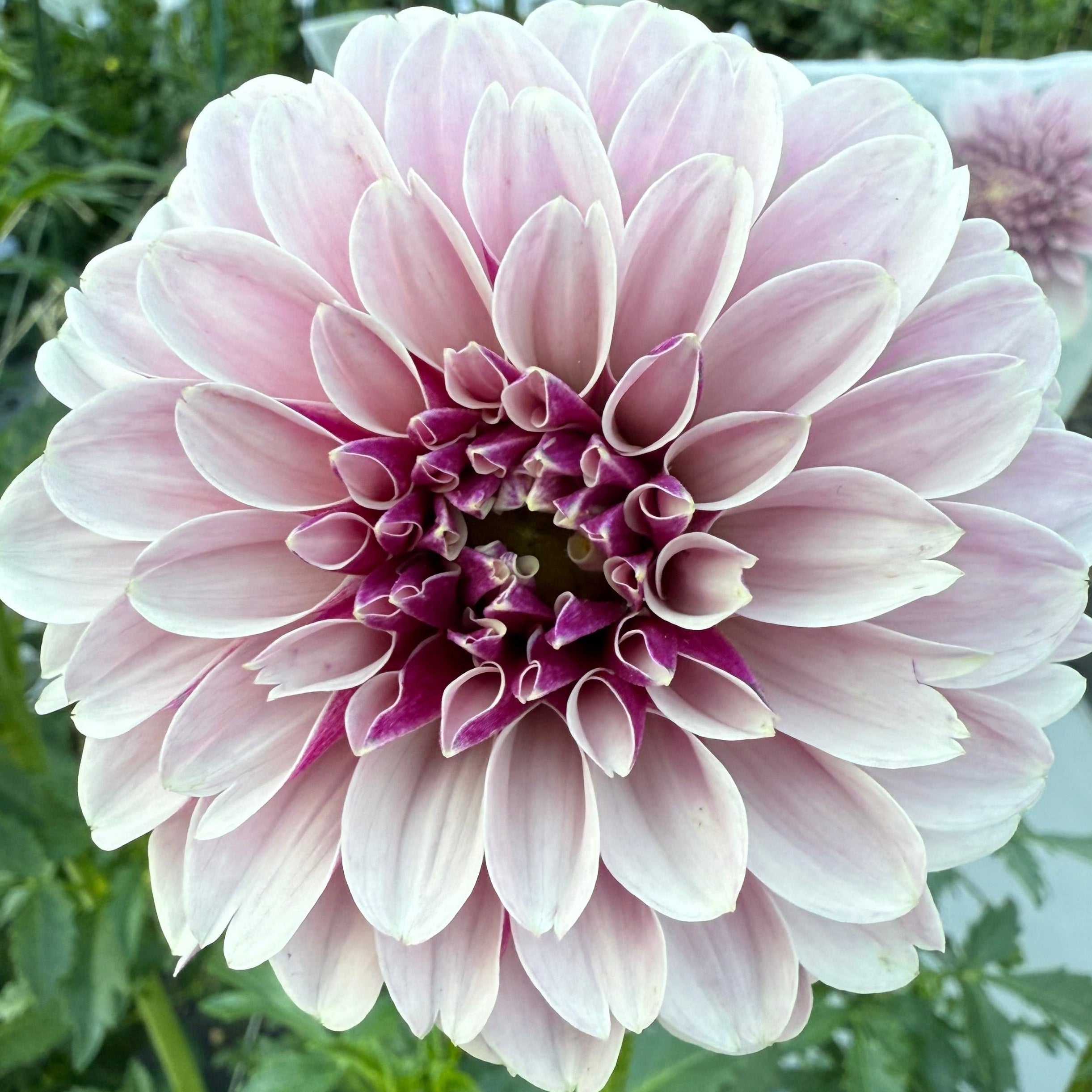 Salish Twilight Girl