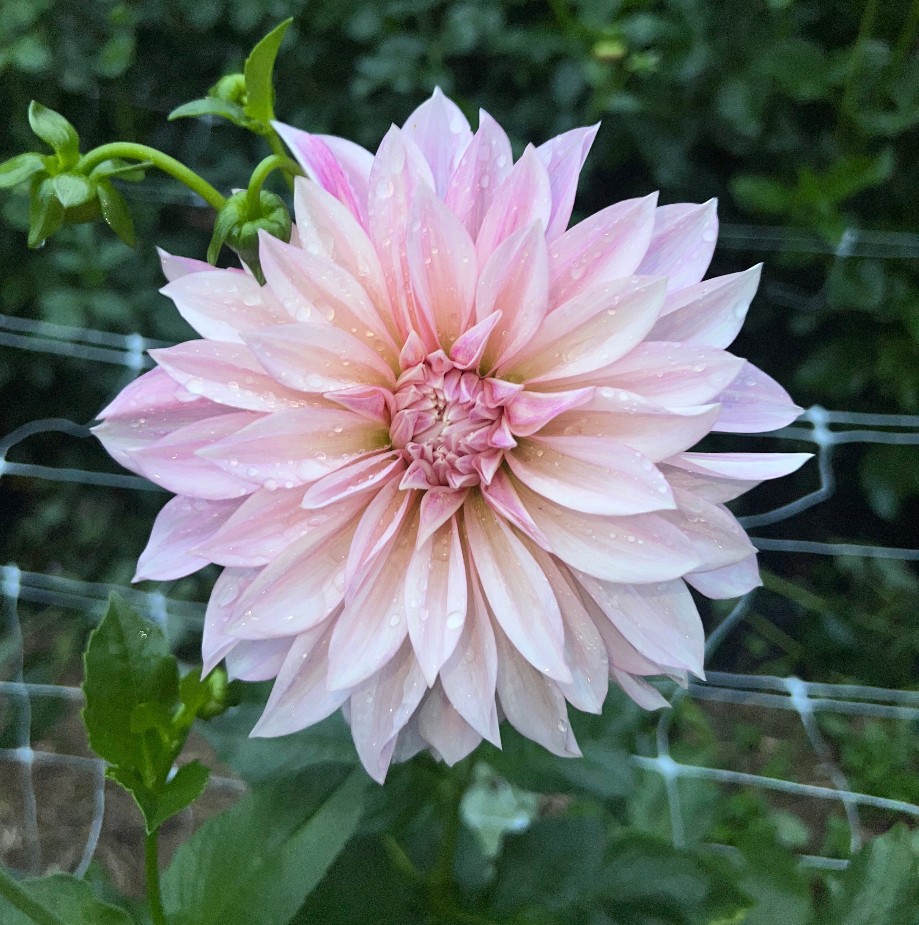 Jolene (Cafe Au Lait Mini)