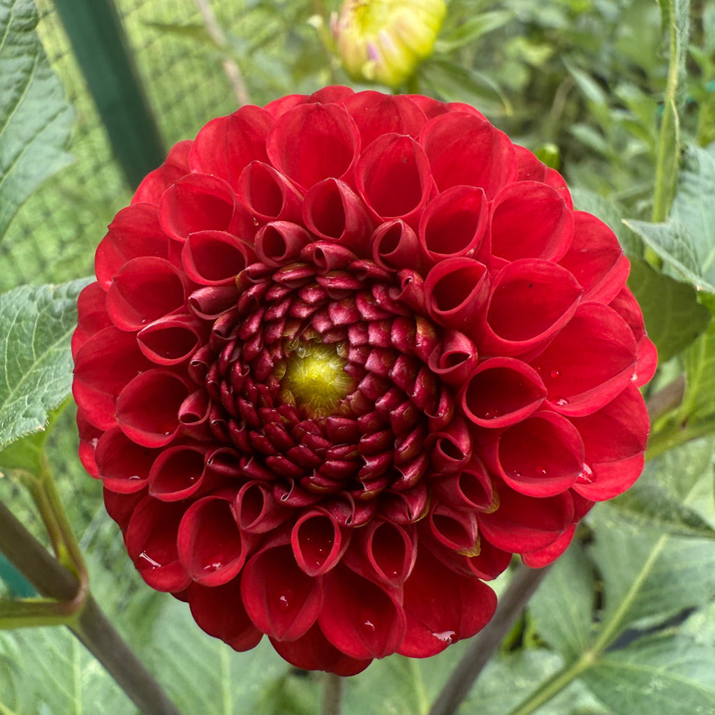 Bloomquist Paul Jr. $10