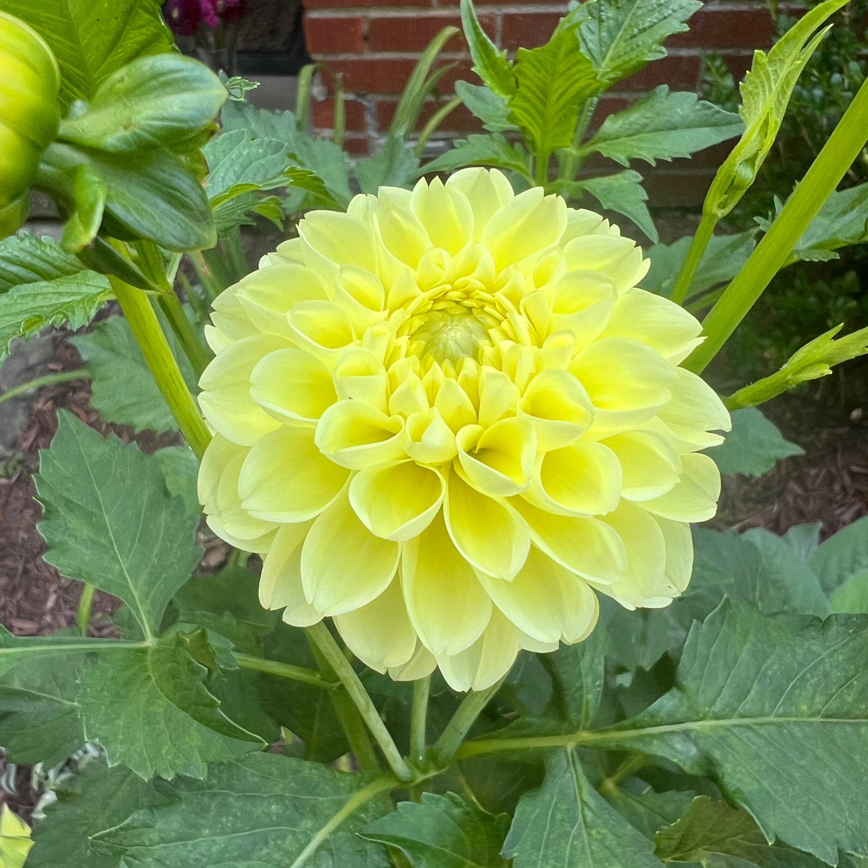 Yellow Nettie