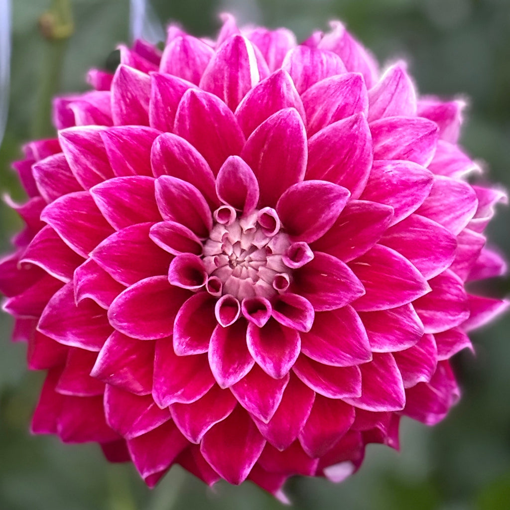 Purple Pearl