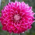 Purple Pearl