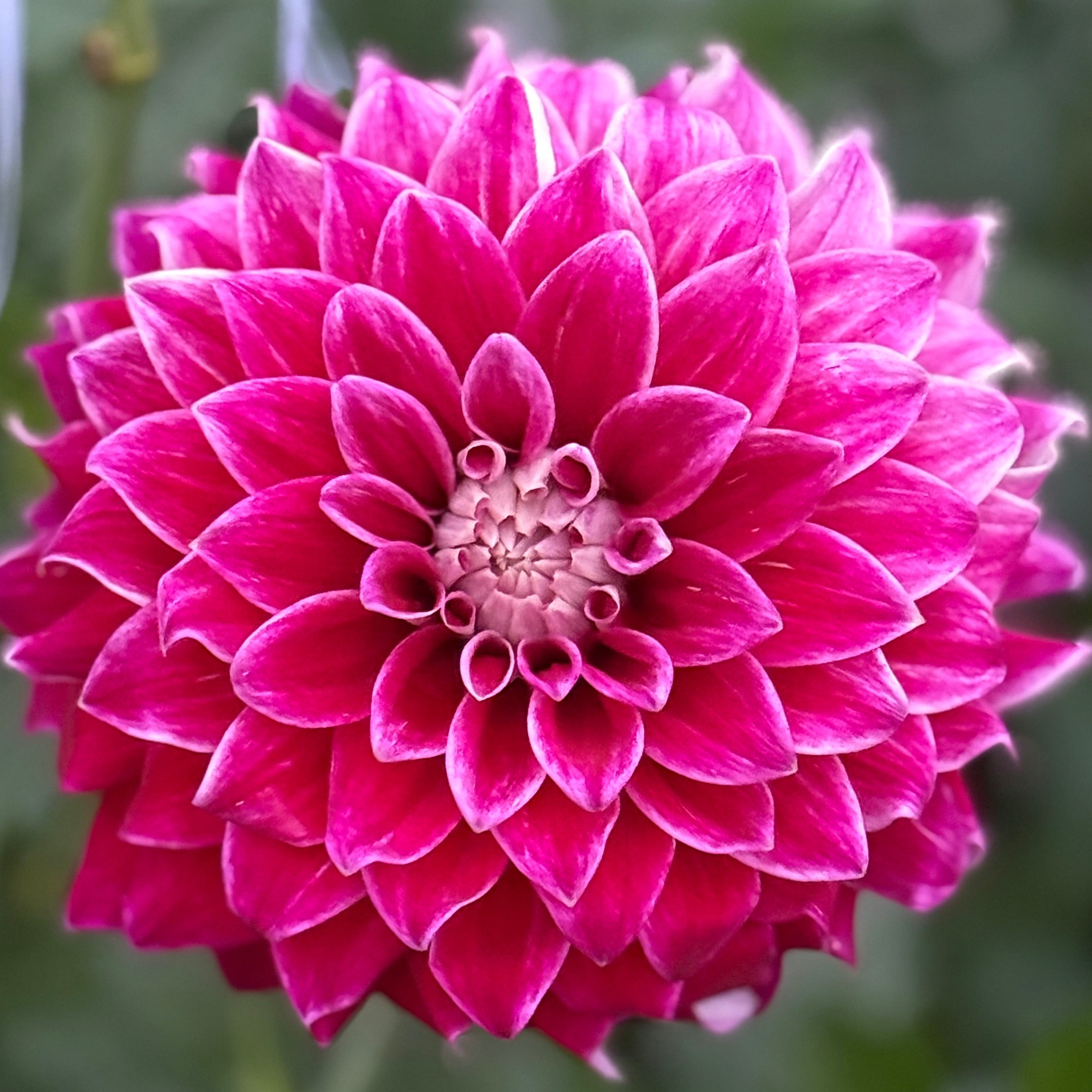 Purple Pearl