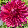 Pennhill Dark Monarch $15