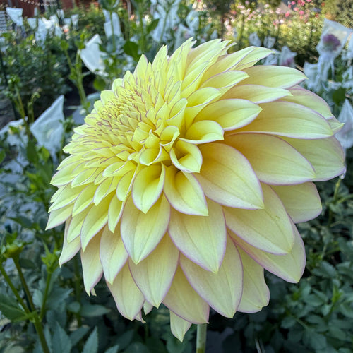 Bloomquist Blush