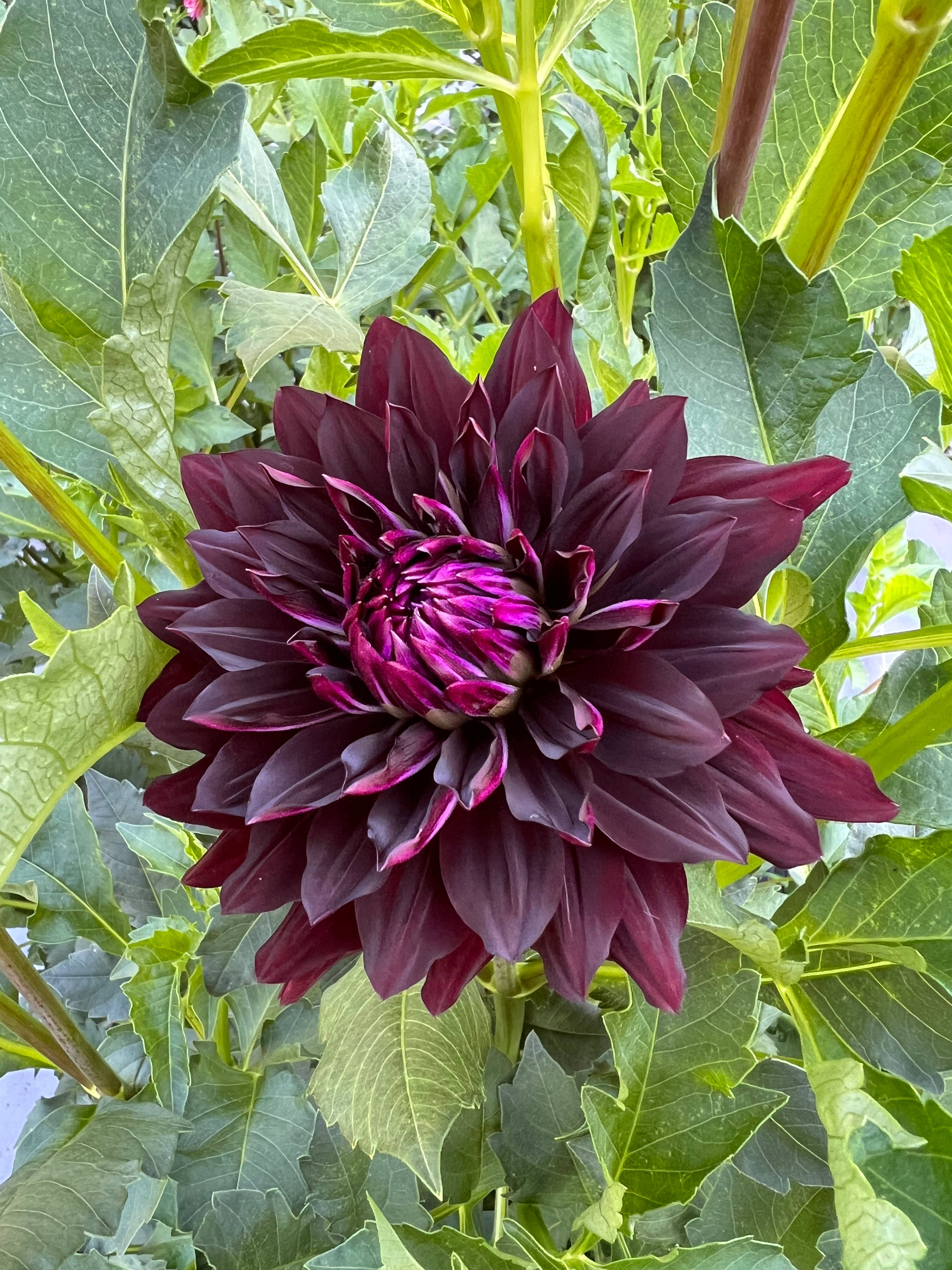 Hollyhill Black Beauty