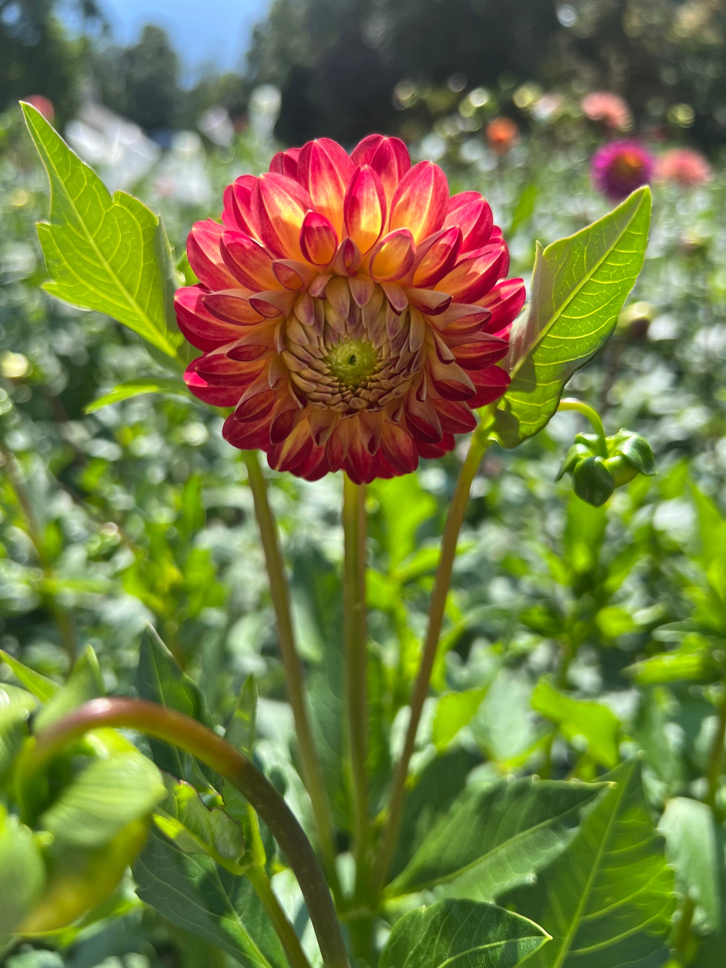 Tahoma Vivian