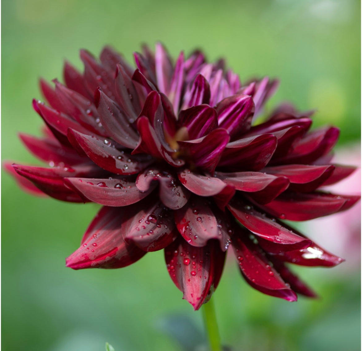 Hollyhill Black Beauty