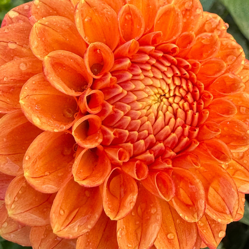 Mystery Orange Ball