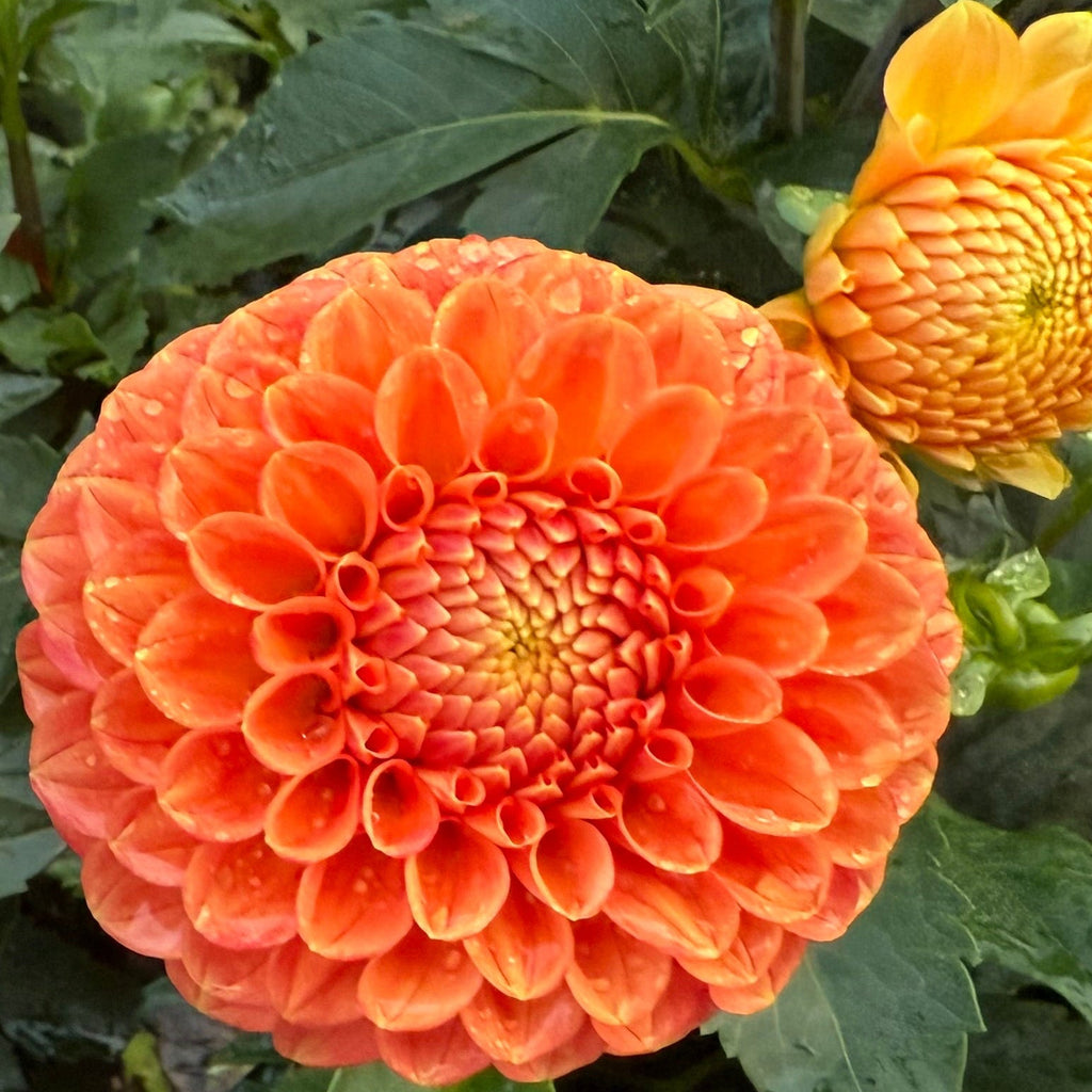 Mystery Orange Ball