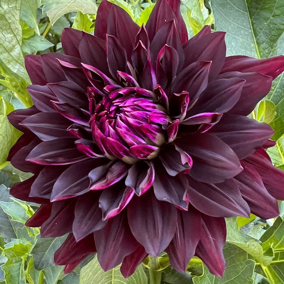 Hollyhill Black Beauty