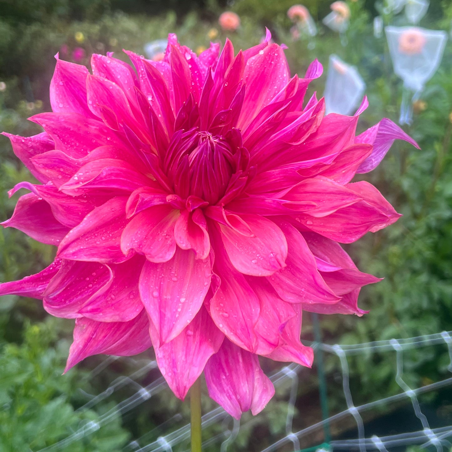 Pennhill Dark Monarch