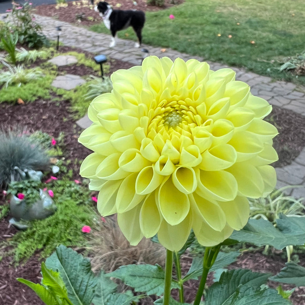 Yellow Nettie