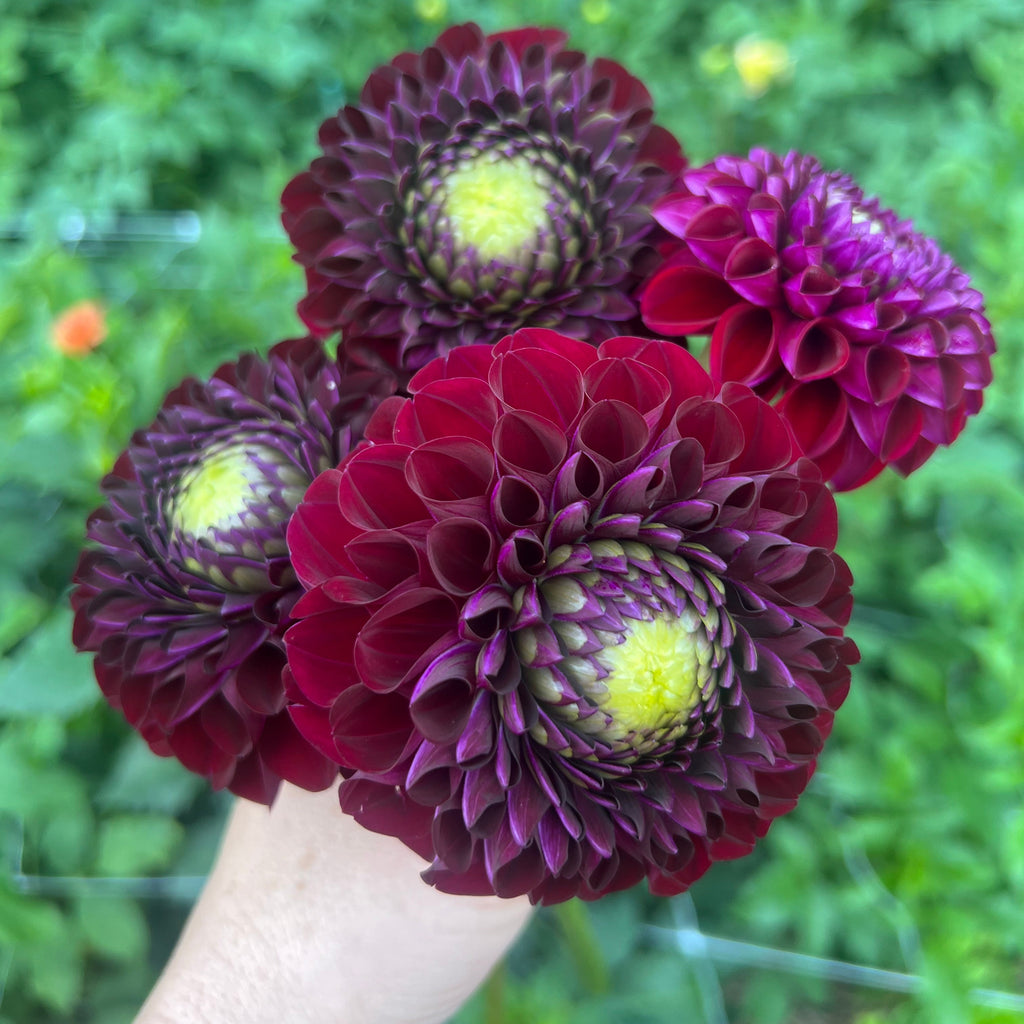Chimacum Del Blomma $11
