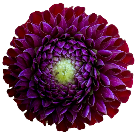 Ivanetti