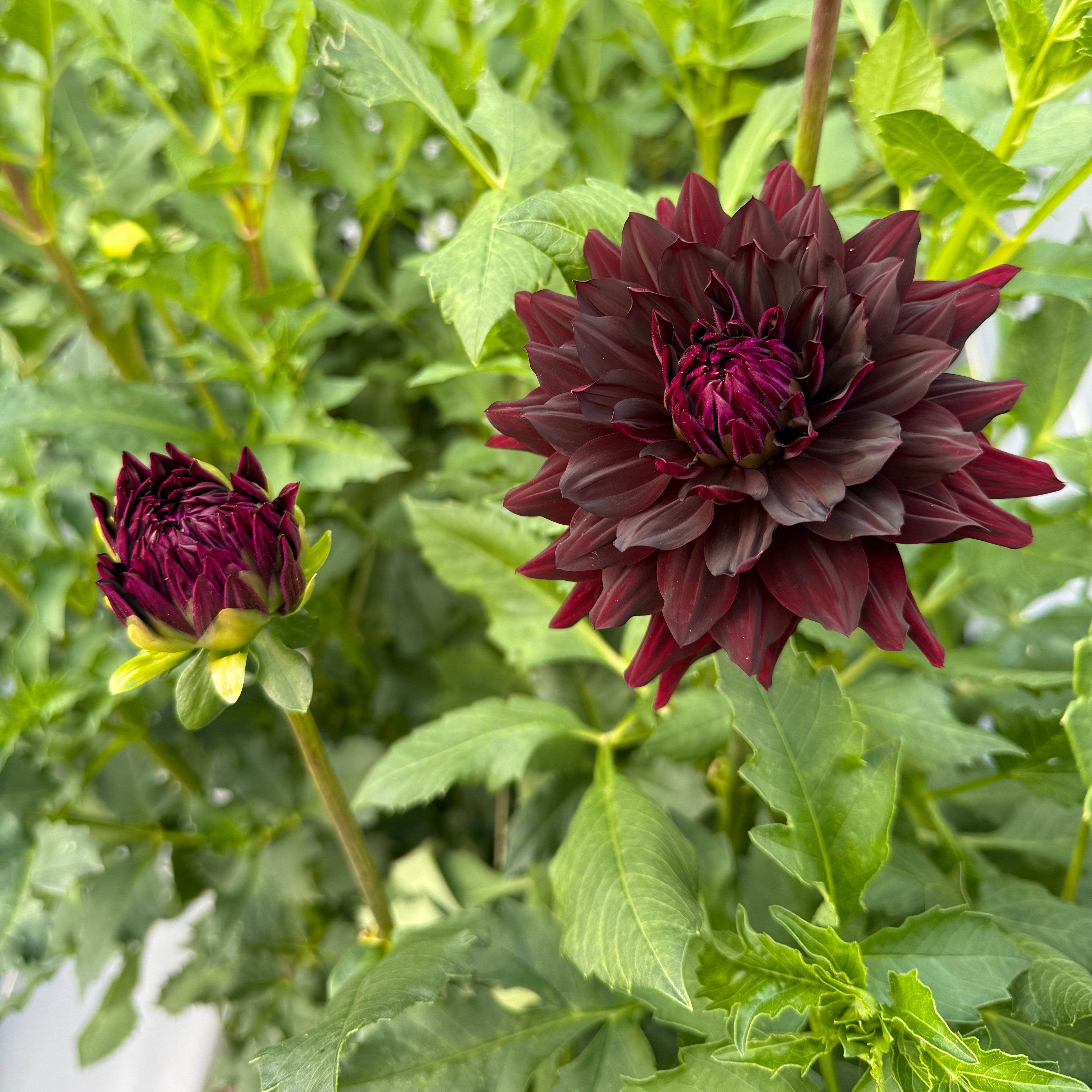 Hollyhill Black Beauty