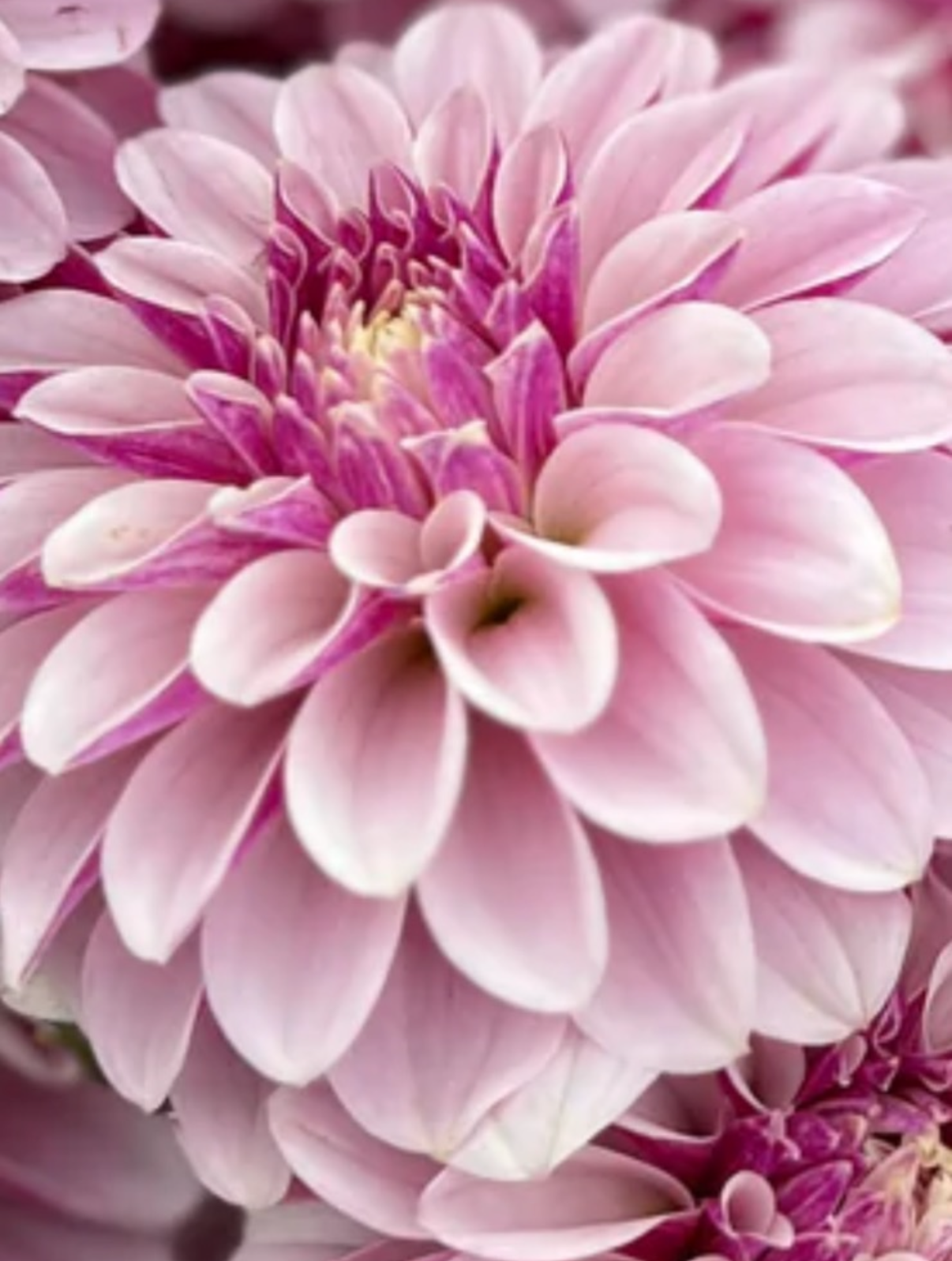 Salish Twilight Girl