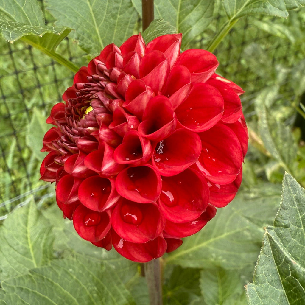 Bloomquist Paul Jr. $10