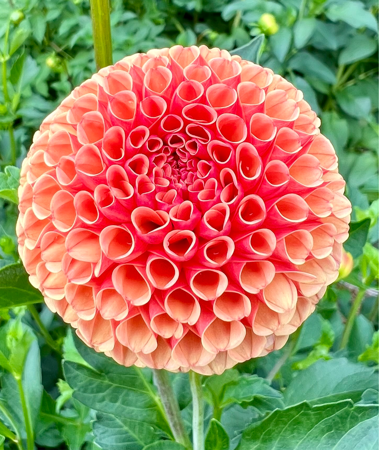 Amber Queen