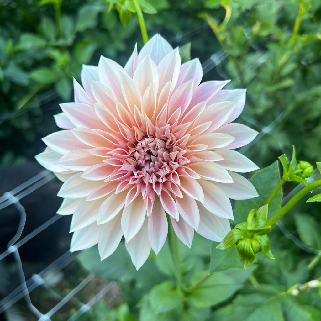Jolene (Cafe Au Lait Mini)