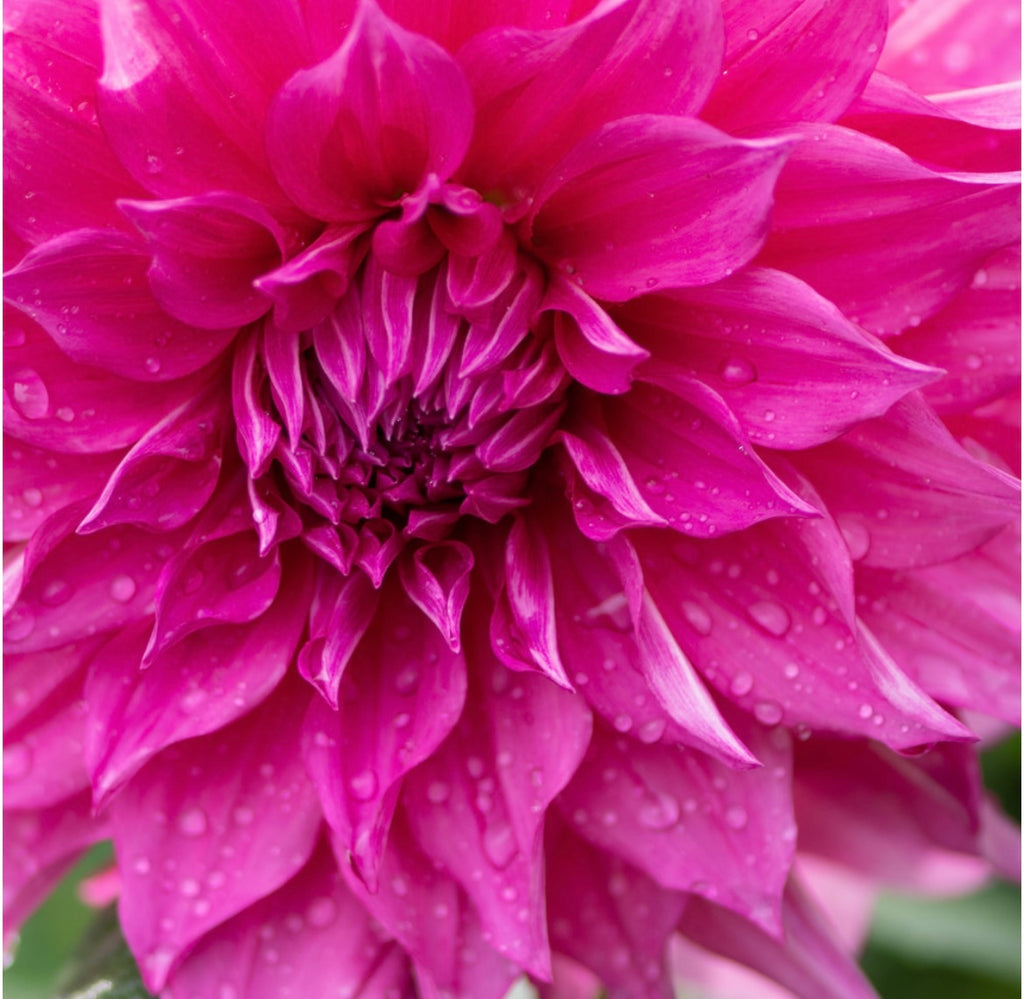 Café Au Lait Rose