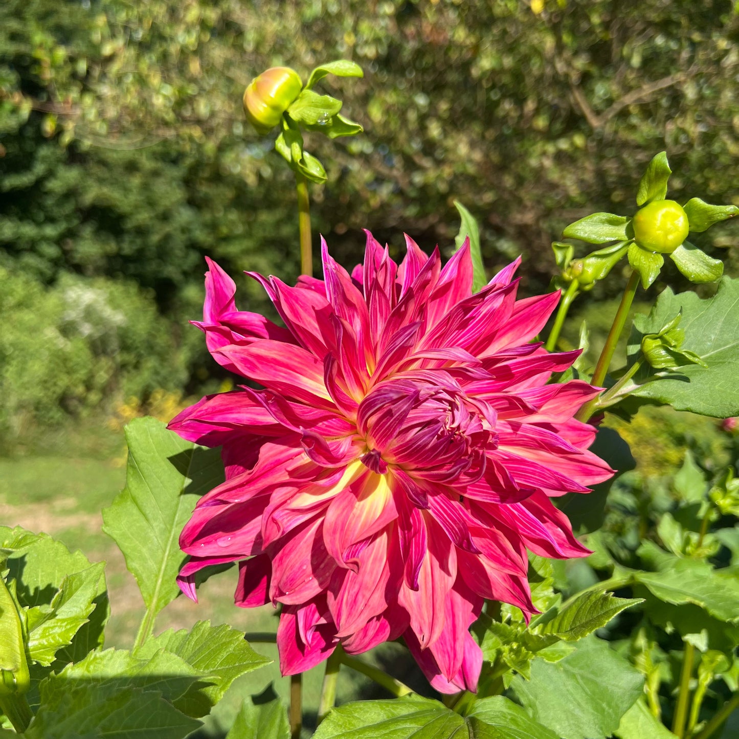 Pennhill Dark Monarch