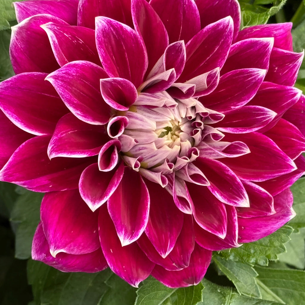 Purple Pearl