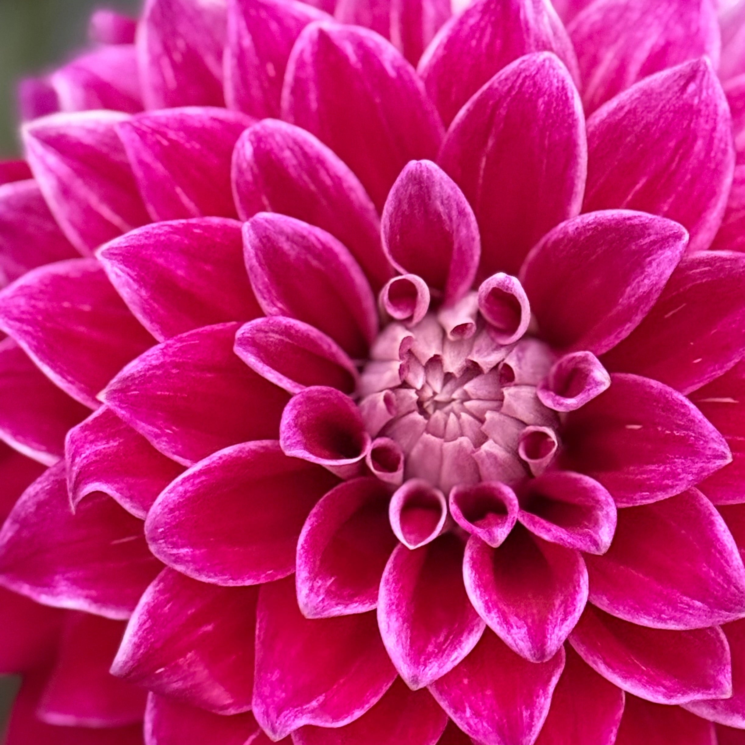 Purple Pearl