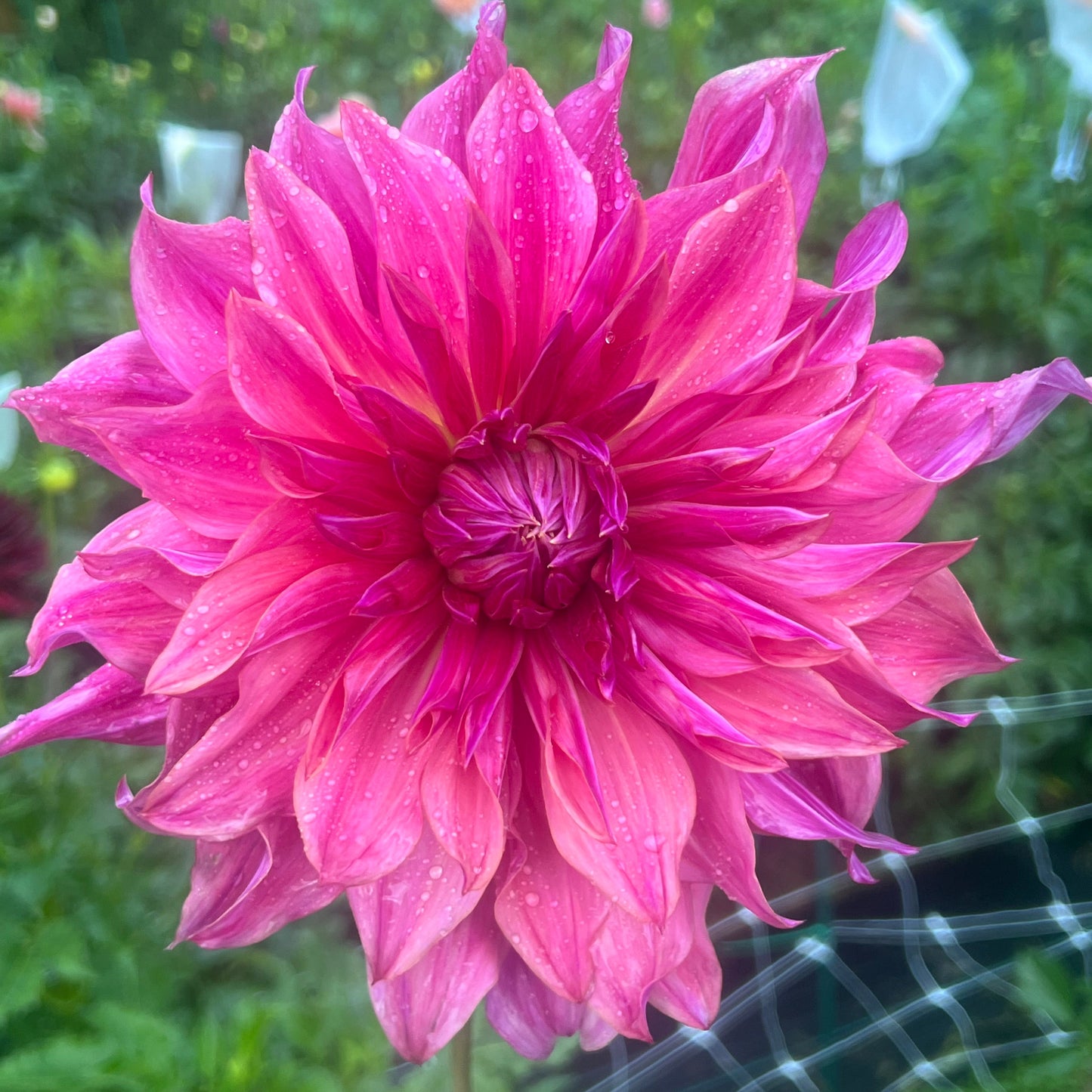 Pennhill Dark Monarch