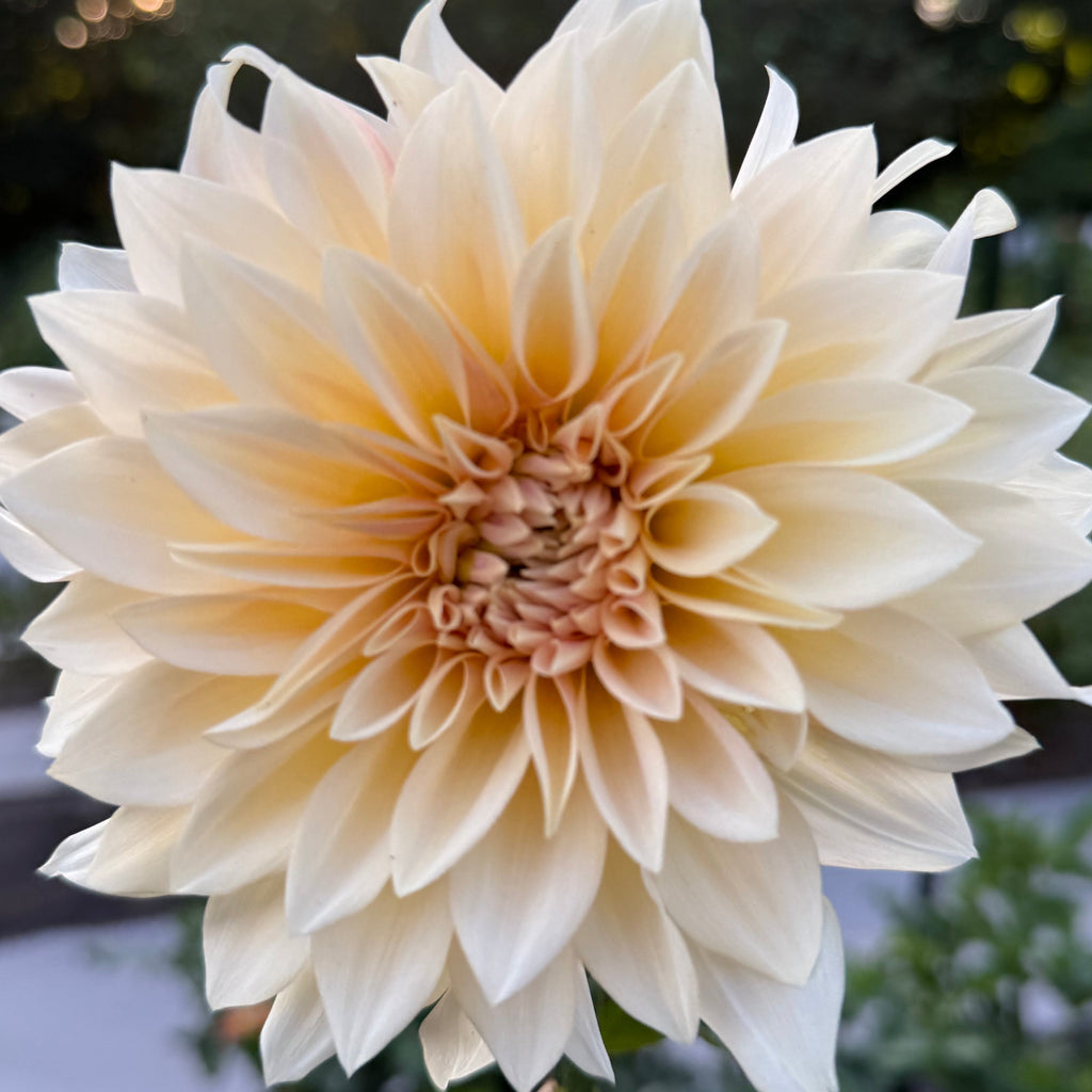 Jolene (Cafe Au Lait Mini)
