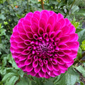 Mary’s Jomanda $13