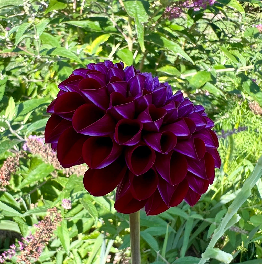Chimacum Del Blomma $11