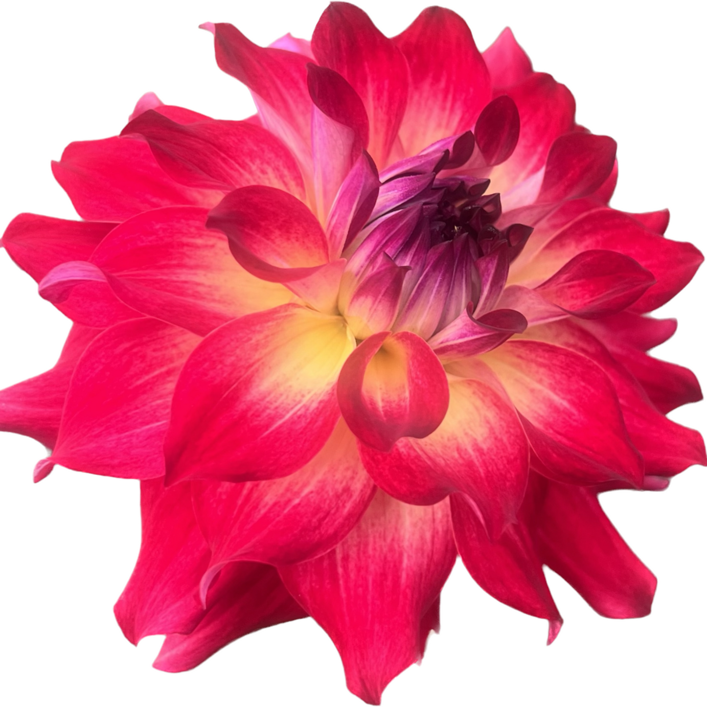 AC Rosebud