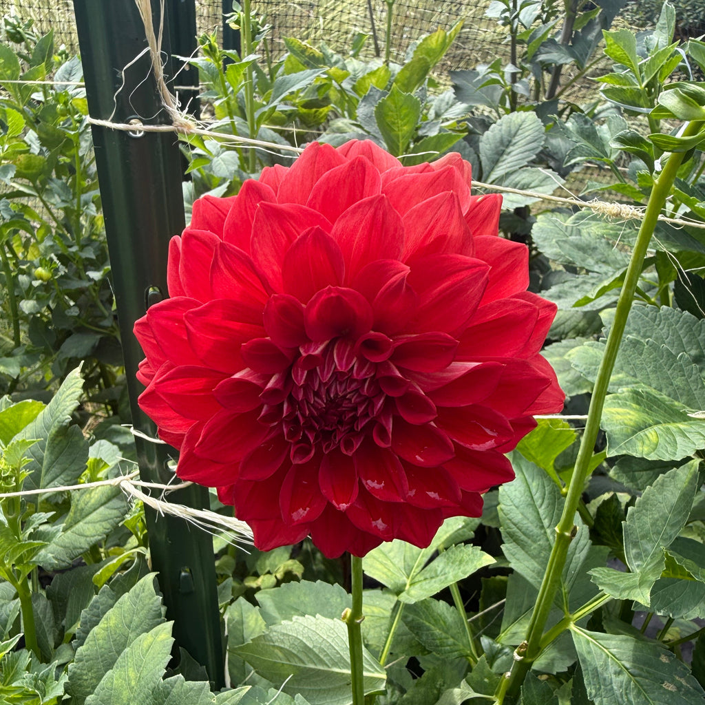 Gloriosa $13