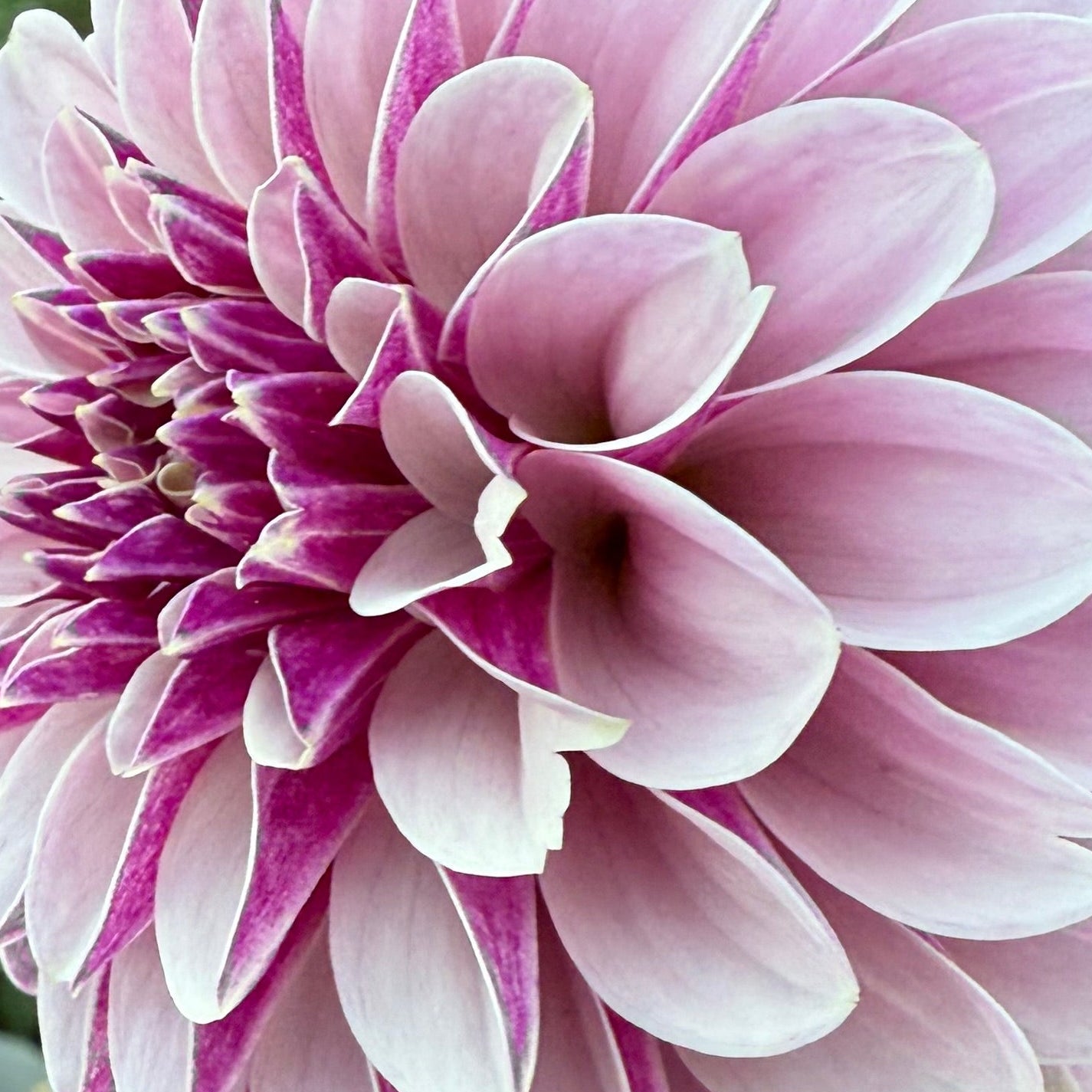 Salish Twilight Girl