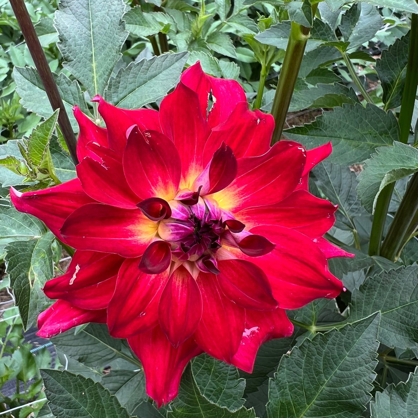 AC Rosebud